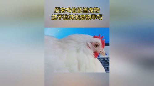 云鼎国际app是干什么的