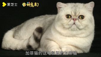 开云电子官网