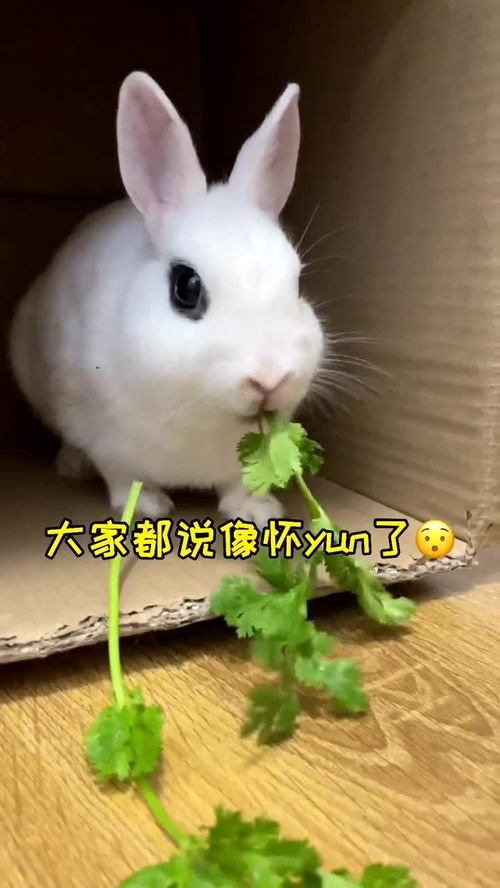 lol竞猜哪个app好