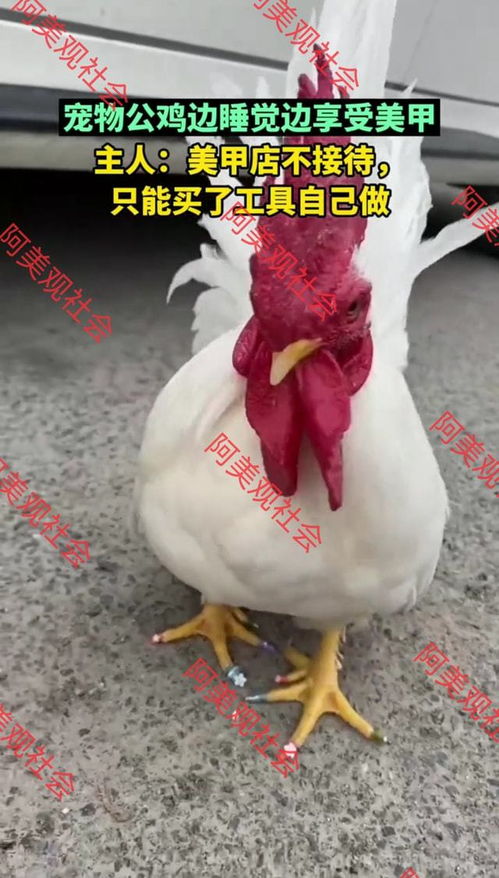 凤凰体育APP买球