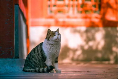 三亿体育app平台下载安装