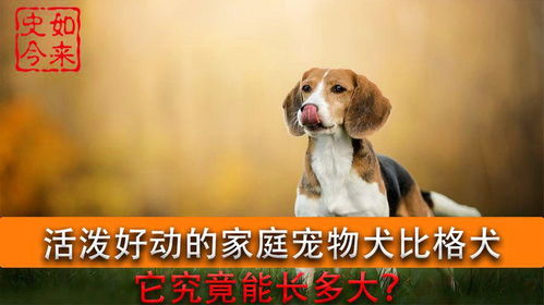 狗博体育app官方版下载