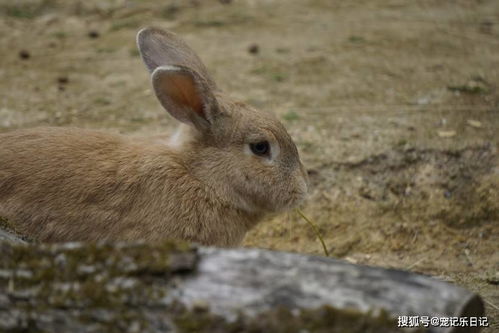 万象城真人密室