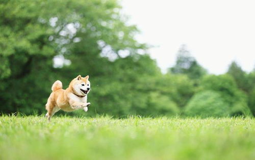 易倍体育app官网下载苹果