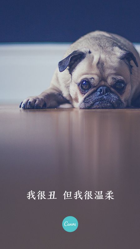 众鑫网app下载安装