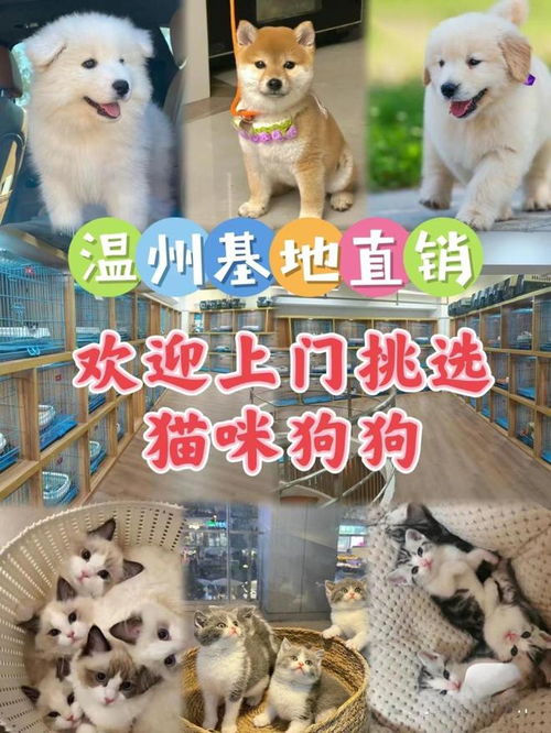 买球赛用什么软件