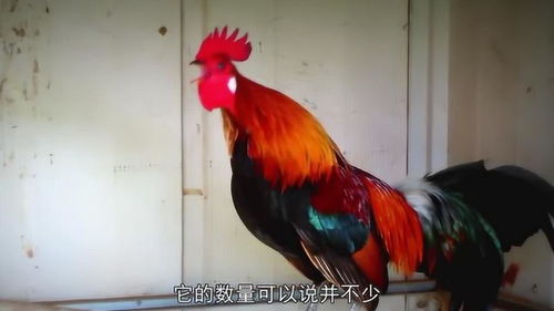 立搏体育