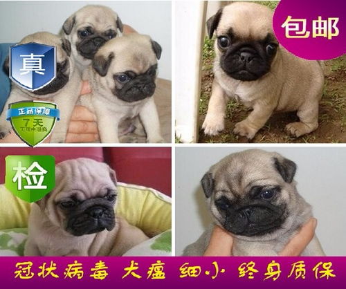 88dog官网app下载