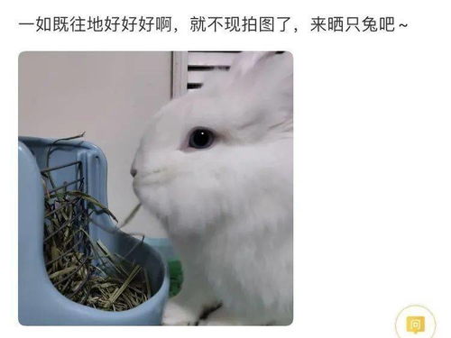 易倍体育app下载