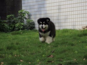 bobo苹果下载