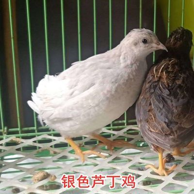 豪赢体育app苹果下载