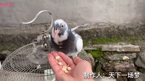 三亿体育app下载苹果版安装