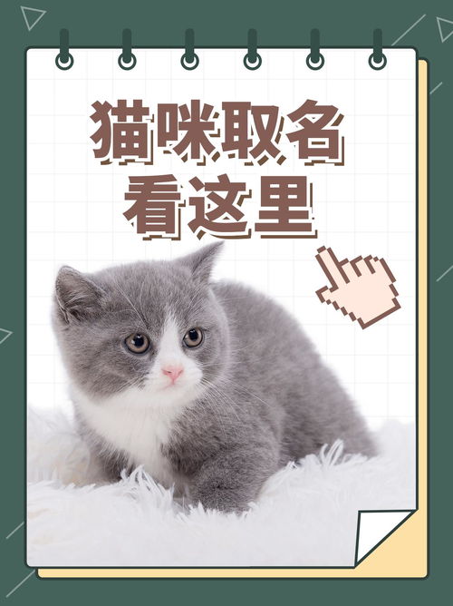 熊猫体育平台APP官方