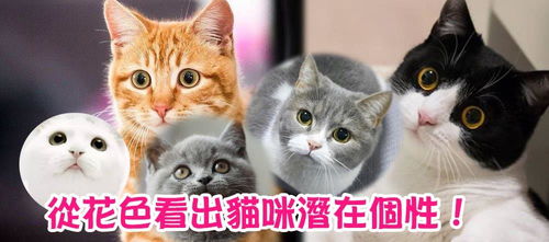 篮球竞猜哪里买