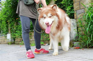 足球竞猜外围都是那个平台买呀