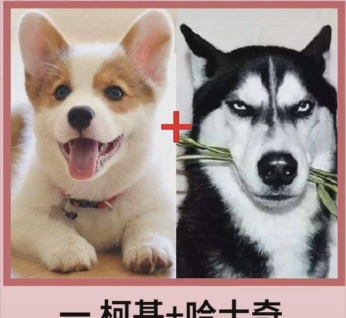 足球app竞猜