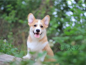 雨燕足球直播在哪里看