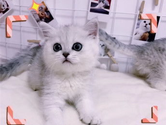 乐鱼电竞竞猜网APP