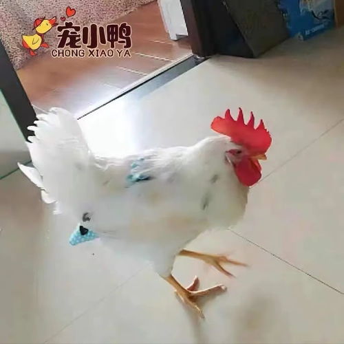 easyanticheat官网下载