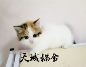 乐鱼体育APP全站下载