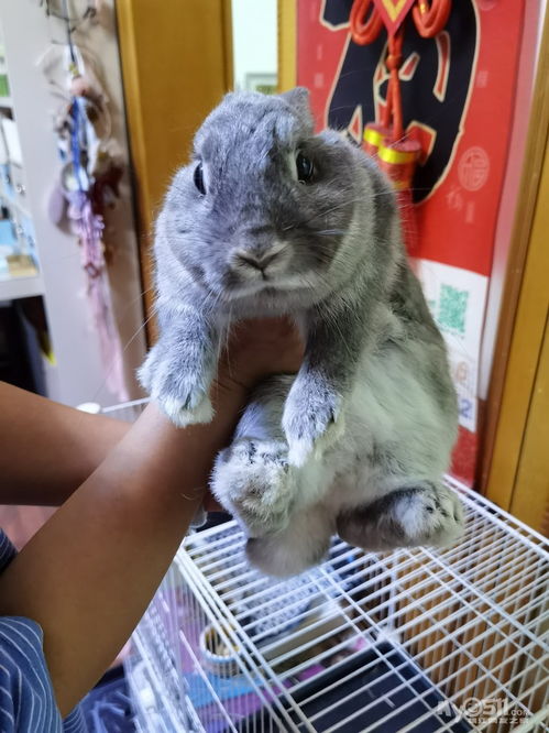 雨燕直播体育app下载苹果版