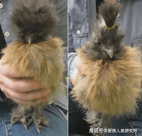 熊猫体育app下载安装