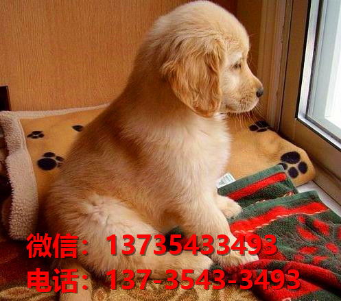 买球官方回应8888元猪景房