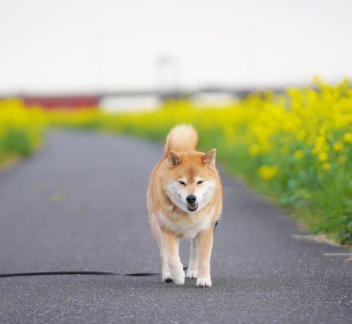 雷速app官方下载新版本