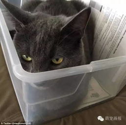 买篮球竞猜的APP