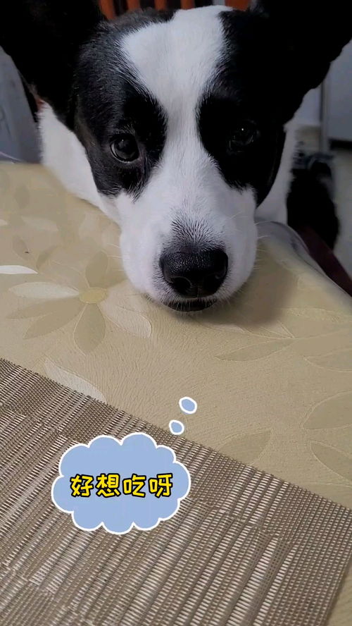 中视体育直播APP下载