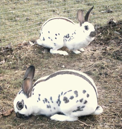 电竞竞猜APP官网