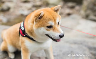 电子真人游艺场视讯