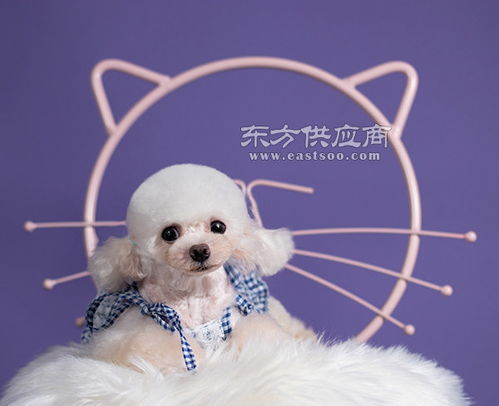 哪个软件买篮球竞猜好