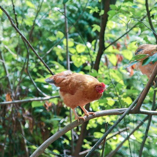 鸿博体育app下载登陆不了