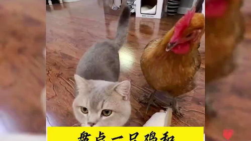 英雄联盟竞猜app下载