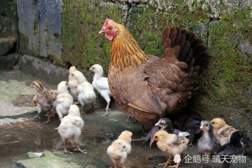 雷霆体育手机版下载安装