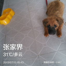 高盛体育app合法么