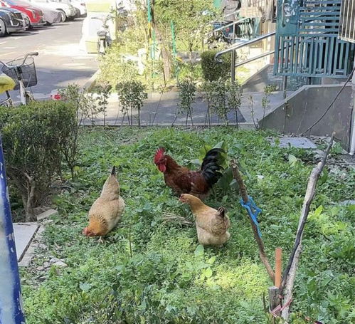 雨燕直播足球直播下载