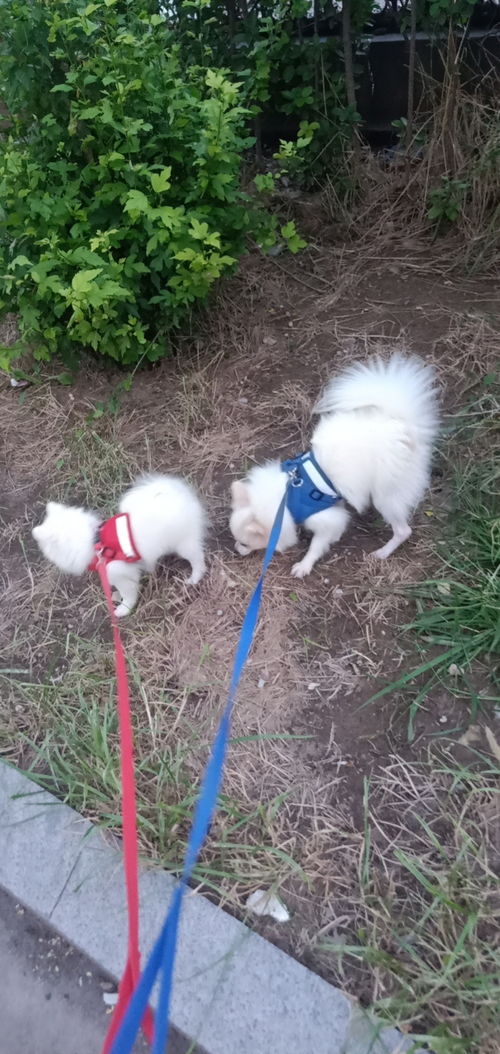 雨燕直播足球直播下载