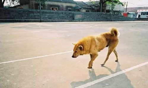 太阳3平台登录地址