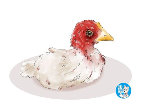 鸿兴体育app下载