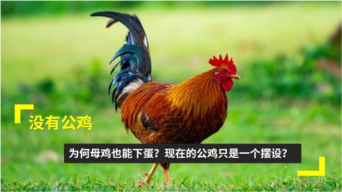 竞猜网app手机版下载