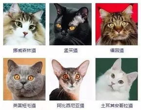 lol竞猜app下载