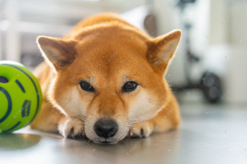 雷速足球app下载