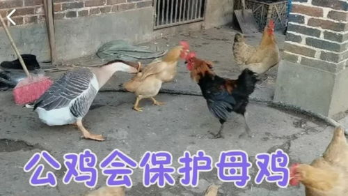 体育app官方下载