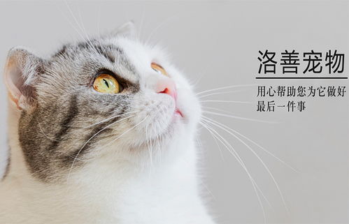 赛事竞猜新版APP