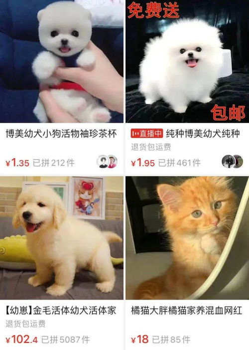 下载乐橙手机app