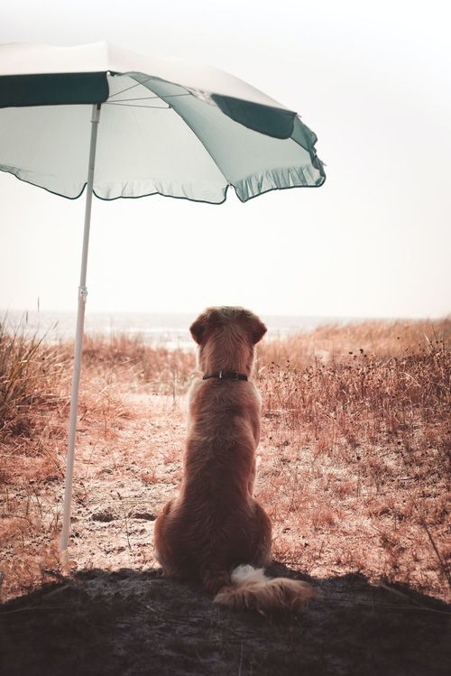 雨燕直播体育app下载