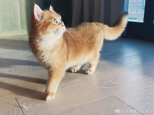 熊猫体育app下载安装手机版