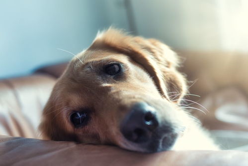 下载体育雷速下载安装